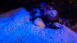 Watchman Goby Wallpaper Gallery
