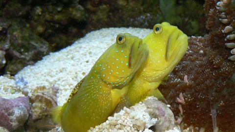 Watchman Goby wallpapers high quality