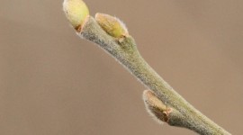 Willow Buds Aircraft Picture