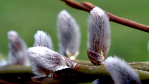 Willow Buds wallpapers high quality