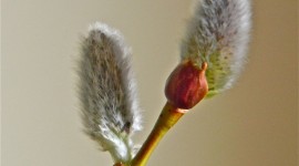Willow Buds Image Download