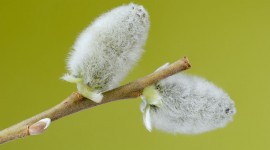 Willow Buds Photo