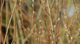 Willow Buds Photo Download