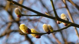 Willow Buds Wallpaper Gallery