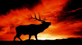 4K Animals Sunset Picture Download