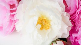 4K Peony Wallpaper For Android