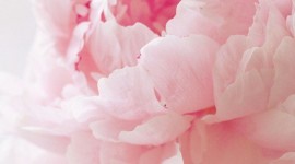 4K Peony Wallpaper For IPhone Free