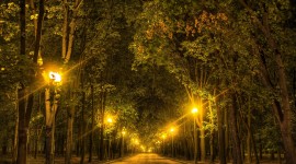 4K Road Forest Night Photo