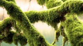 4K Tree Moss Desktop Wallpaper HD