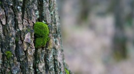 4K Tree Moss Photo