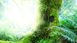 4K Tree Moss Wallpaper For Android