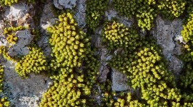 4K Tree Moss Wallpaper For IPhone