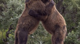 Bears Hugging Wallpaper For PC