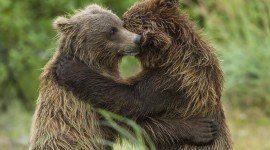 Bears Hugging Wallpaper Free