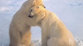 Bears Hugging Wallpaper HQ