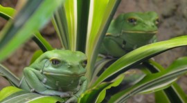 Bright Frogs Desktop Wallpaper Free
