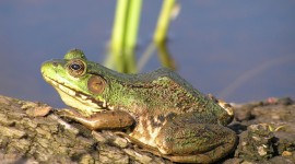Bright Frogs Wallpaper Download Free