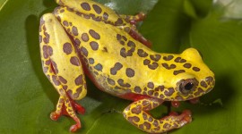 Bright Frogs Wallpaper For Desktop