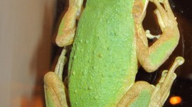 Bright Frogs Wallpaper For IPhone