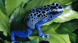 Bright Frogs Wallpaper For PC
