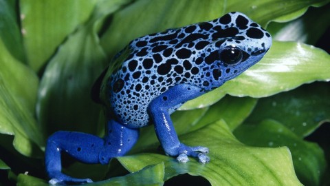 Bright Frogs wallpapers high quality