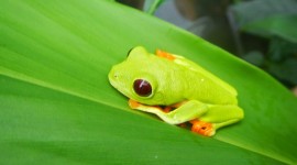 Bright Frogs Wallpaper Gallery