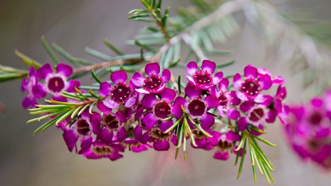 Chamelaucium wallpapers high quality