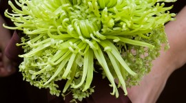 Chrysanthemum Bouquet Wallpaper For Android