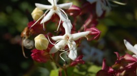 Clerodendrum Wallpaper Download Free
