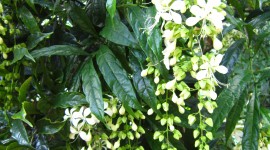 Clerodendrum Wallpaper For IPhone