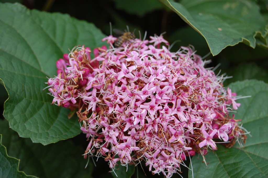 Clerodendrum wallpapers HD