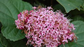 Clerodendrum Wallpaper Gallery