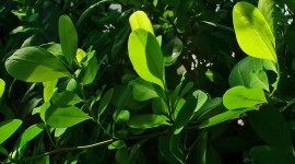 Coca Leaves Wallpaper High Definition
