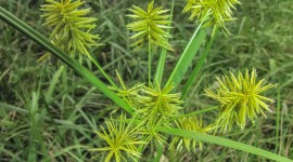 Cyperus Wallpaper For IPhone