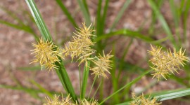 Cyperus Wallpaper For IPhone Download