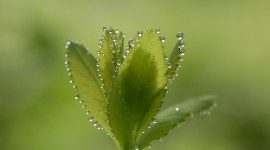 Early Morning Dew Photo