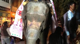 Elephant Ride On Wallpaper For Mobile