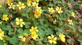 Oxalis Wallpaper For IPhone