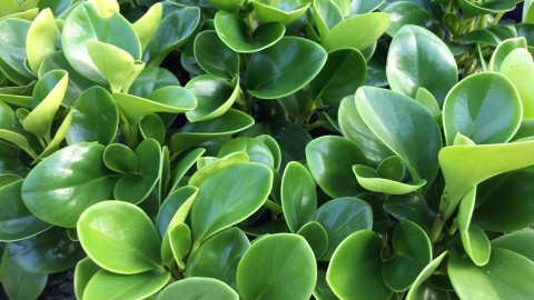 Peperomia wallpapers high quality