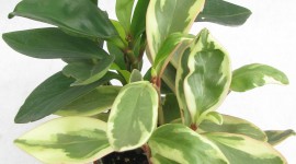 Peperomia Wallpaper For IPhone