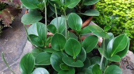 Peperomia Wallpaper For IPhone Download