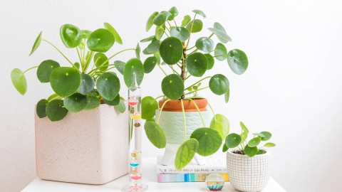 Pilea wallpapers high quality
