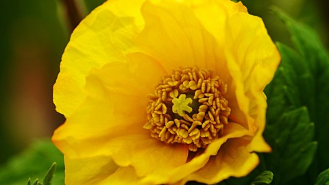 Poppy Yellow wallpapers high quality