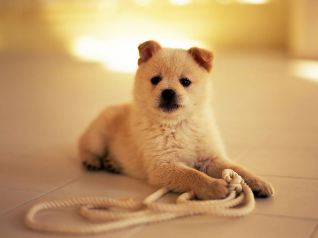 Puppy wallpapers HD