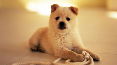 Puppy wallpapers high quality