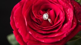 Ring In Roses Image Download
