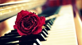 Rose Piano Image