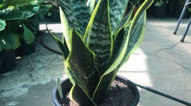 Sansevieria Wallpaper For IPhone 6 Download