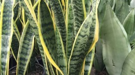 Sansevieria Wallpaper For IPhone Download