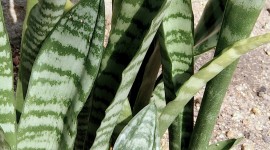Sansevieria Wallpaper For IPhone Free